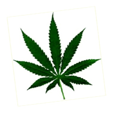 [Cannabis leaf]